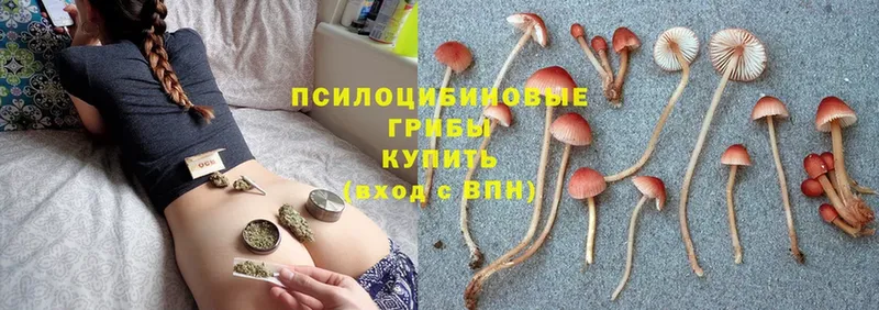 даркнет телеграм  Полярные Зори  Галлюциногенные грибы Psilocybe 